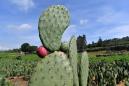 Mexico's prickly pear cactus: energy source of the future?