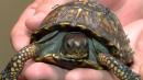 Old bras can be used to rescue injured turtles, Carolina Waterfowl Rescue says