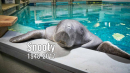 Snooty dead: World's oldest known manatee dies aged 69 in 'heartbreaking accident'