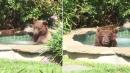 Bear Kicks Man Out of His Hot Tub, Enjoys His Margarita