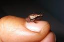 These new species of miniature frogs clearly have the best names