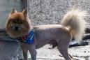 Here are some good cats and dogs who are working their summer haircuts