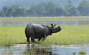 British royals share anguish over Indian rhino park's floods