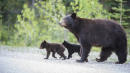Father, Son Charged With Killing Mother Bear And 'Shrieking' Cubs In Their Den