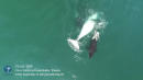 Blood in the Water: Drone Video Films Whale-Hunting Orcas