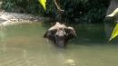India outrage after pregnant elephant dies eating 'firecracker fruit'