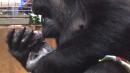 Mother Gorilla Cradles Her Newborn Son at Smithsonian National Zoo