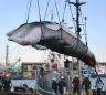 Japan to resume commercial whaling, but not in Antarctic