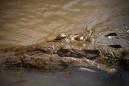 Croc takes fisherman in Australia