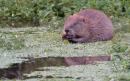 Reintroduction of beavers could protect land against floods and climate change