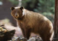Watch their steps: Track journey of Yosemite bears online