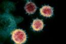Was the coronavirus made in a Wuhan lab? Here's what the genetic evidence shows