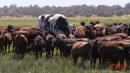 A Colossal Australian Cow That Wowed the Internet Will Be Saved From Slaughter