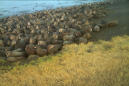 APNewsBreak: Walruses in Alaska may have died in stampede