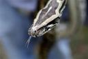20 'free-roaming' pythons – some as long as 10 feet – seized at Utah home, cops say