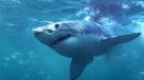 Maine shark attack: US woman killed by great white
