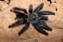 Bird-Eating Spiders: 3 Massive, Furry Tarantulas Discovered