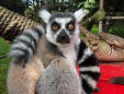 5-year-old boy finds lemur that went missing from San Francisco Zoo