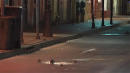 Rats swarm New Orleans' streets as coronavirus precautions leave them empty