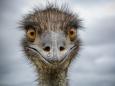 A hotel in Australia had to ban a pair of 6-foot emus for overstepping their guest privileges