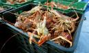 South Africa's lobster catchers suffer in coronavirus fallout