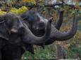 Court refuses to release elephants from zoo after campaigners say they are 'persons entitled to liberty'