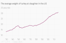 The average American turkey just keeps getting bigger