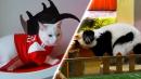World Cup 2018: How the 'Oracle' Animals Fared in Their First Predictions