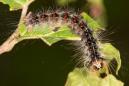 Forget murder hornets. Giant gypsy moths could bring 'serious, widespread damage' to the US.