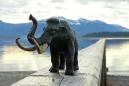 The Devastating Way Woolly Mammoths Went Extinct