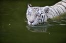 White tiger cubs maul keeper to death in India