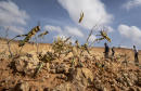 "Where it begins": Young hungry locusts bulk up in Somalia