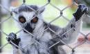 Case of the stolen lemur: man who took animal from US zoo wanted a monkey