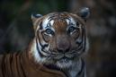 A Tiger at the Bronx Zoo Has Tested Positive for Coronavirus