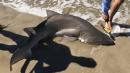 Shark Attacks On 2 Children At Long Island Beaches Draw Investigation