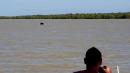 Whales stranded in crocodile-infested river