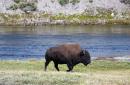 Woman 'knocked to the ground and injured' by bison at Yellowstone, two days after national park's reopening