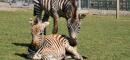 Baby zebra named Hope, born weeks into the pandemic, died after fireworks were set off