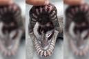 Rare frilled shark with unusual teeth and 'snake-like' head found off Portugal's coast