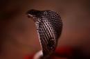 Multistate hunt for antivenom after exotic snake attacks Michigan man
