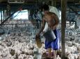 Philippines detects bird flu outbreak in quail farm