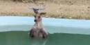 A desperate kangaroo snuck into a family's pool in order to escape the bushfires raging through Australia