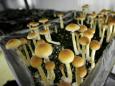 'Magic' mushrooms could treat long-term depression 4 times better than anti-depressants, study finds