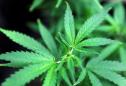 DEA to expand marijuana research after years of delay