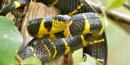A 'mildly venomous' snake has gone missing from the Bronx Zoo