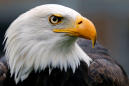 Even Eagles Have Data Roaming Limits, Researchers Find