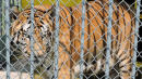 Tiger Kept At Truck Stop For 17 Years Dies, But The Legal Battle Isn't Over