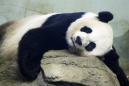 National Zoo awaits birth of pandemic panda cub