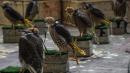 Pakistan stops bid to smuggle endangered falcons