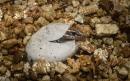 World's first as endangered Bermudian Skink hatch at Chester Zoo 